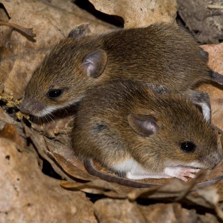 Уничтожения мышей в частном доме в Нижнем Тагиле?