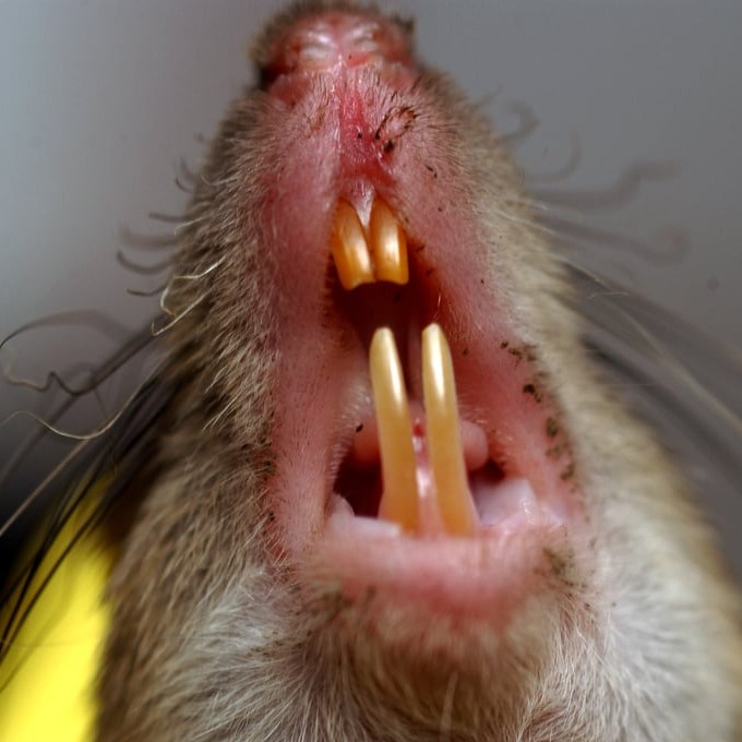 Дератизация крыс в Нижнем Тагиле?